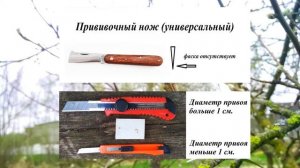 Правила весенней прививки Тонкости для новичков Как прививать деревья со 100 процентным результатом