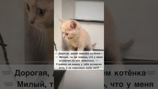 Заведем кота ❤️ #смешно #юмор #стендап