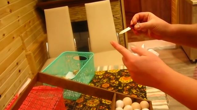 Закладка инкубационного яйца,куриное и перепелиное, смотреть онлайн