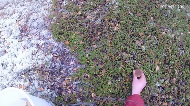 БЕЛЫЕ ГРИБЫ на КОЛЬСКОМ. смотреть онлайн