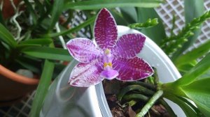Phalaenopsis lueddemanniana