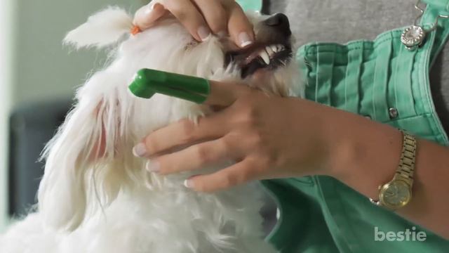 9 COMMON Foods That Will Kill Your Dog! - Keep These Away ⚠️ смотреть онлайн