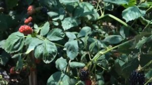 Натчез Ежевика вкусная, очень крупная, красивая