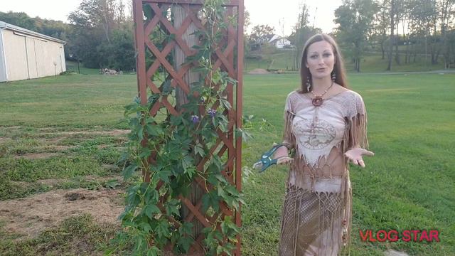 PASSIONFLOWER CUTTINGS IN WATER смотреть онлайн