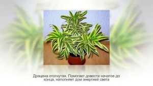 Комнатные растения по знаку зодиака. ДЕВА (22 августа — 23 сентября)