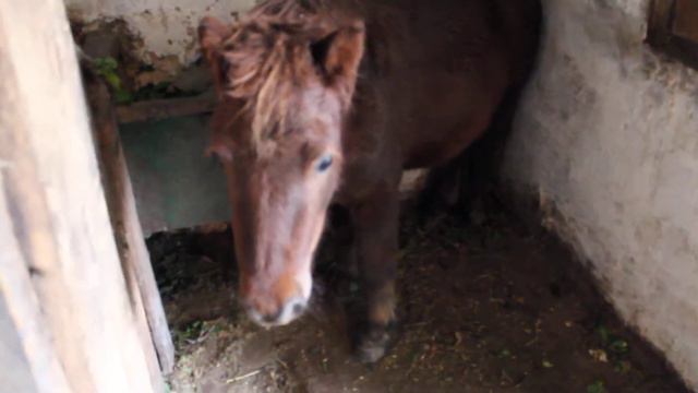 Тернопіль, "20 хвилин": віслюки та поні у парку "Топільче" смотреть онлайн