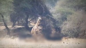 Обезьяна Была Обречена? Редкие Битвы Животных в Дикой Природе