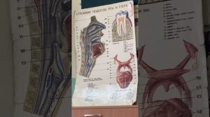 @полость рта анатомия