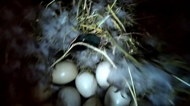 проверка яиц на оплодотворение. смотреть онлайн