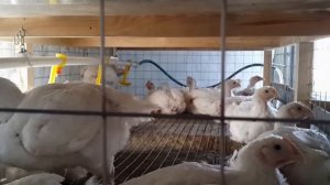 Как избавиться от водянки. Насколько важно убирать помет? - 3 часть эксперимент в разгаре...