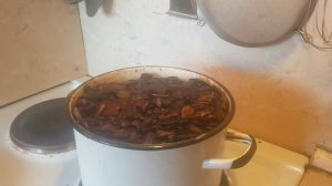 Варка сосновой коры для орхидей