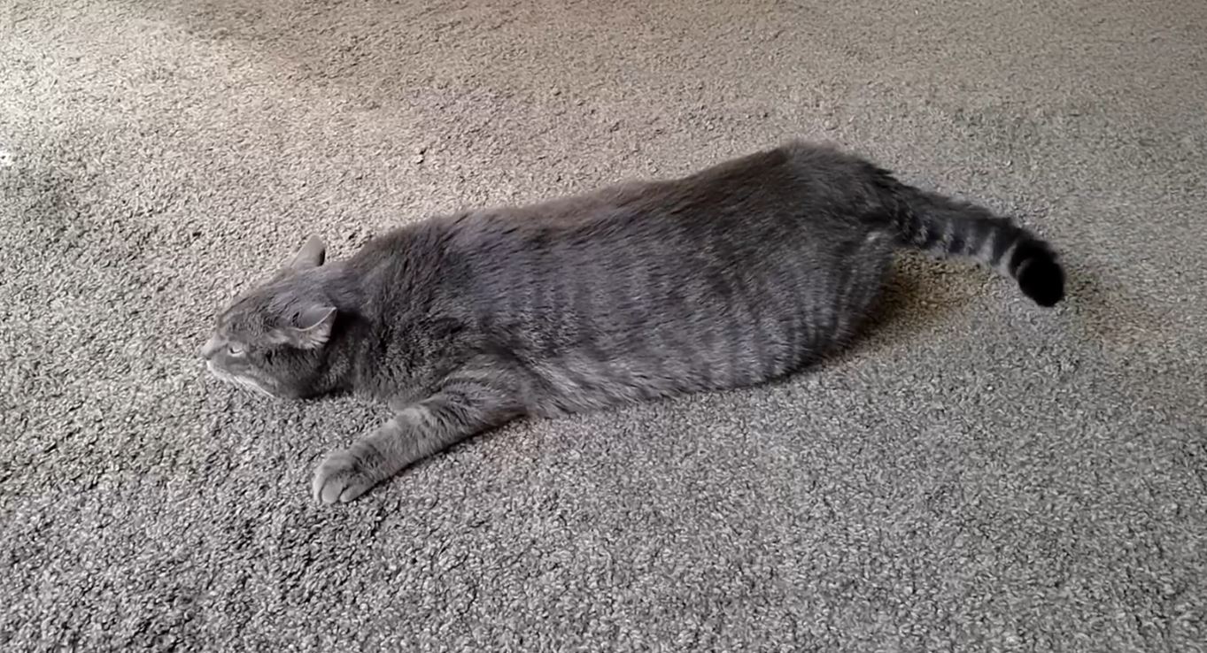 Кот меломан