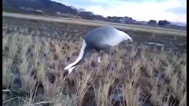 Даурского журавля родившегося в Приамурье обнаружили в ...