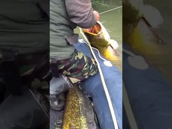 Клюнул сом! На червя!#fishing #рыбалка #рыбалкасдимономкруглыйгод #прикормка