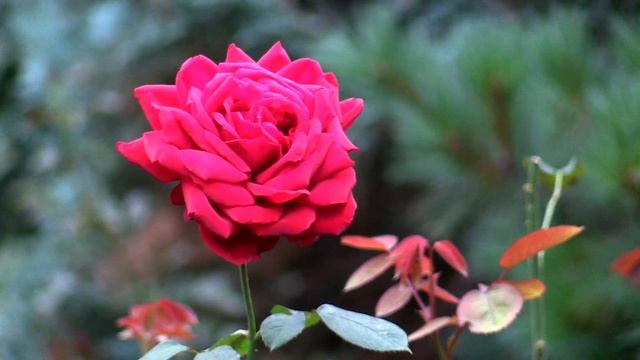 А я иду, шагаю по Москве: Новоспасский Монастырь смотреть онлайн