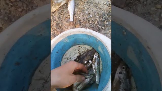 Итог рыбалки 2 мая 2018 на пикер на набережной г.Хабаровска. смотреть онлайн