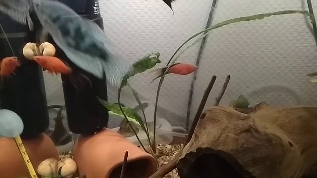 Самка меченосца родила мертвых мальков. Ампулярии продолжают откладывать икру. смотреть онлайн