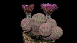 Echinocereus pectinatus, Mexico, Nuevo Leon, San Roberto