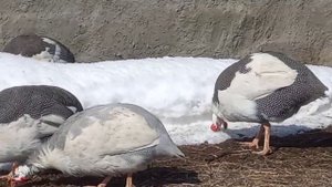 Разведение цесарок