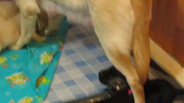 Щенкам 17 дней смотреть онлайн