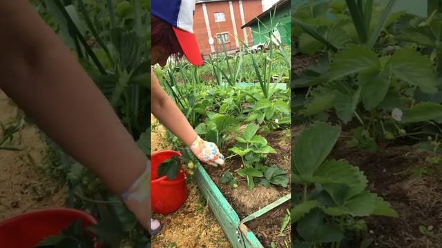 ⠀⠀ЯГОДА КЛУБНИКА смотреть онлайн