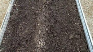 Морковь в киселе: как сею я, чтобы быстро взошла и не прореживать