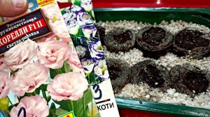 ДВА ЛУЧШИХ СПОСОБОВ ПОСЕВА ЭУСТОМЫ НА РАССАДУ! САЖАЮ ЭУСТОМУ БЕЗ ПИКИРОВКИ