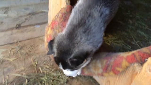 Щенки хаски в Александровке, Воронежская обл. смотреть онлайн