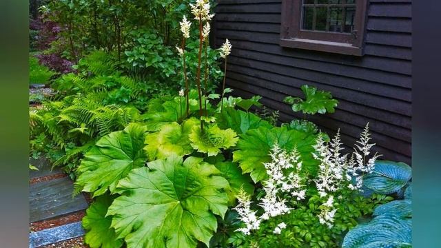 АСТИЛЬБОИДЕС (ASTILBOIDES) сем. Камнеломковые смотреть онлайн