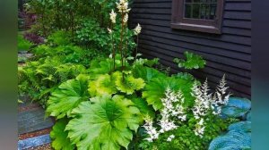 АСТИЛЬБОИДЕС  (ASTILBOIDES)  сем. Камнеломковые