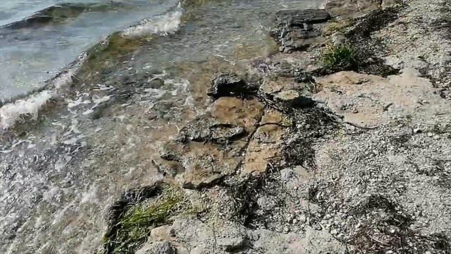 Прогулка перед отъездом в Анапу. Жук спит в цветке и красивая роза смотреть онлайн