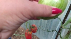 Очень вкусные сорта томатов Оранжевая клубника, Клубничное дерево и Клубничка оранжевая.