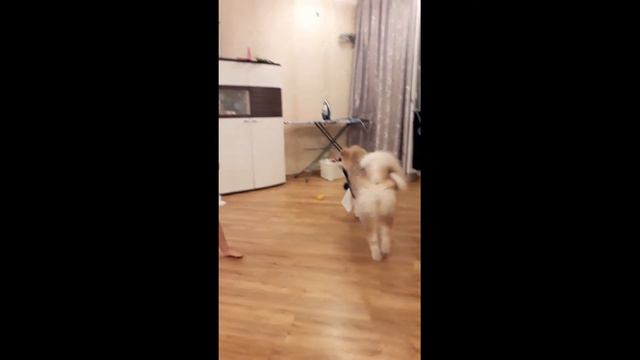 Акита Ину vs кот стёпа . Мега схватка !!!!! смотреть онлайн