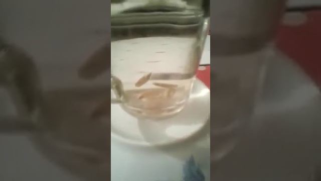 Китайский семечки 🗣🔊🚮 смотреть онлайн