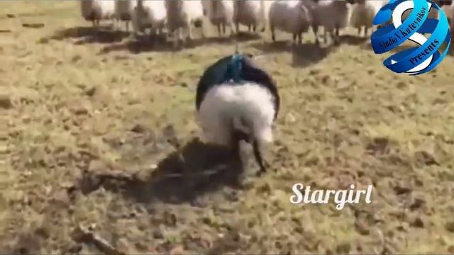 овца не шине смотреть онлайн