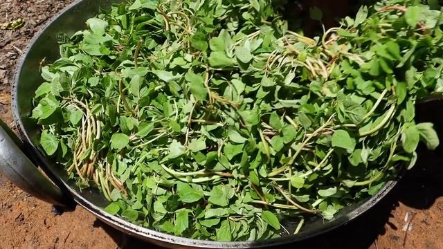 Cooking full Lunch with Katla Kalia, Bengali Shag Vaja, Begun Vaja & Daal for tribal village people смотреть онлайн