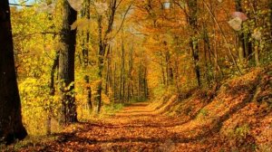 Проект 1 Осенний блюз для друзей