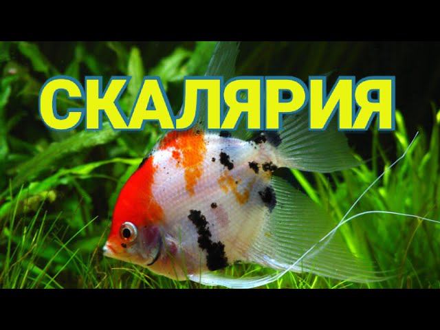 Скалярия. Уход , разведение, кормление, содержание.