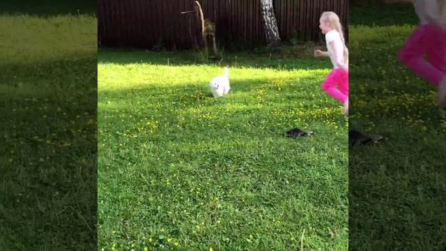 Мальтийская болонка играет с ребенком. Щенок мальтезе. Maltese dogs #puppy