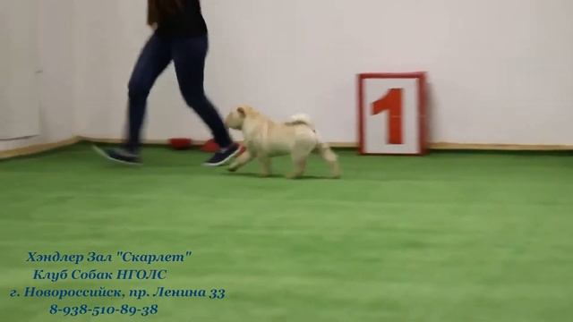 Щенок шарпея. Первое занятие в Хэндлер зале в Новороссийске смотреть онлайн