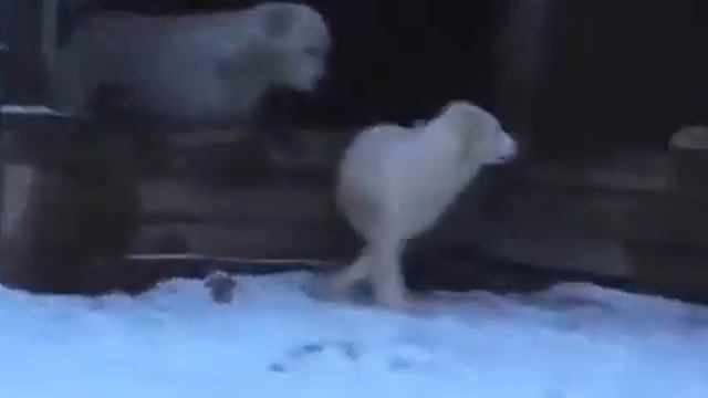 Щенок алабай ( кобель) туркменского происхождения смотреть онлайн