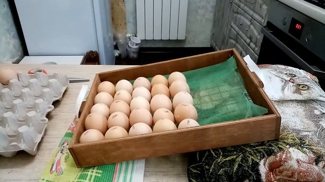 Выбор инкубатора. Закладка инкубационного яйца