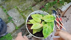 Repotting Kuping Gajah Anthurium crystalinum | Buah Lai Durian Kalimantan