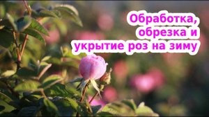 Обработка, обрезка и укрытие роз на зиму. ОСЕНЬ 2020