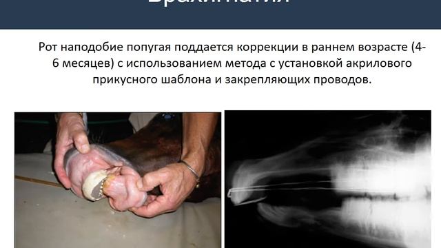 Стоматология лошадей.  Болезни головы лошади