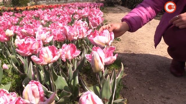 В Никитском ботаническом саду выбирают «генерала» «Парада тюльпанов»