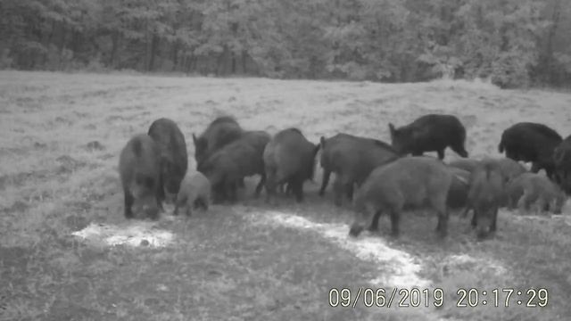 Кабаны на прикормке смотреть онлайн