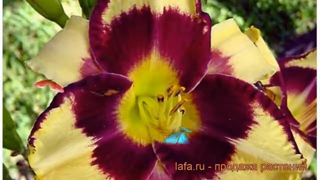 Лилейник гибридный Ямайка ми Крейзи ? обзор: как сажать, рассада лилейника Ямайка ми Крейзи смотреть онлайн