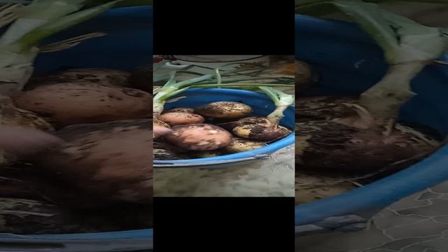 Первый урожай картофеля и лука. Хорошая картошечка и отличный лучок.