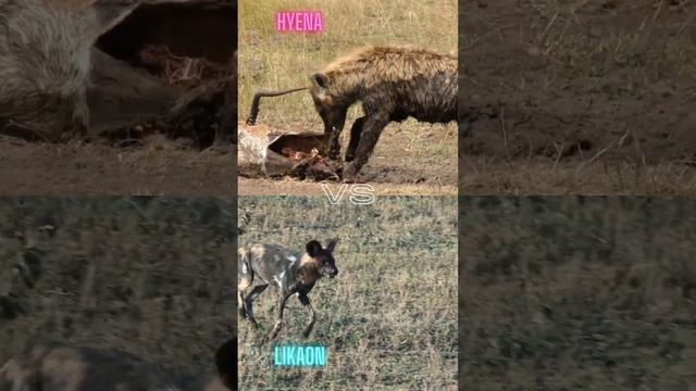 hyena vs likaon